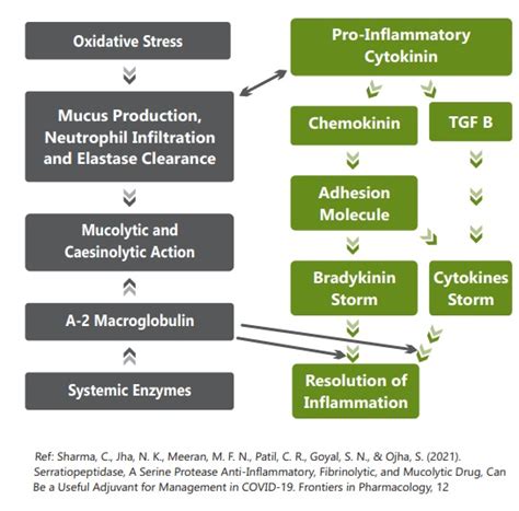 Free Radicals, Inflammation and it's Resolution Through IMMUNOTECH™ FORTE - Engormix