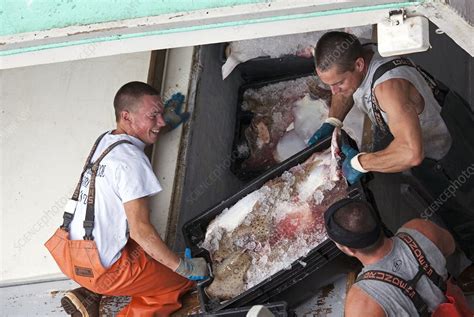 Fishermen Unloading Their Catch Stock Image C0209803 Science
