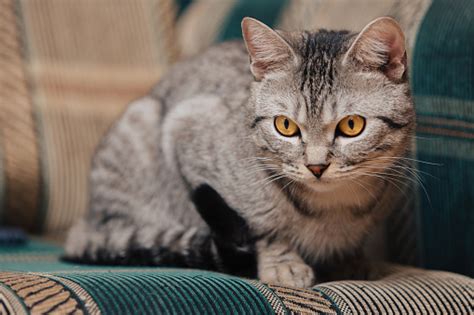 Kucing Tabby Hitam Dan Putih Dengan Mata Oranye Kucing Itu Tergeletak