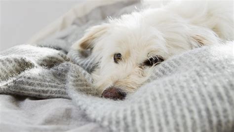 Dog Flu Canine Influenza Symptoms Causes And Treatments Dogtime