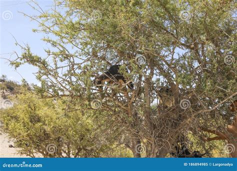 Les Ch Vres Mangent Des Fruits Des Arbres D Argan Image Stock Image