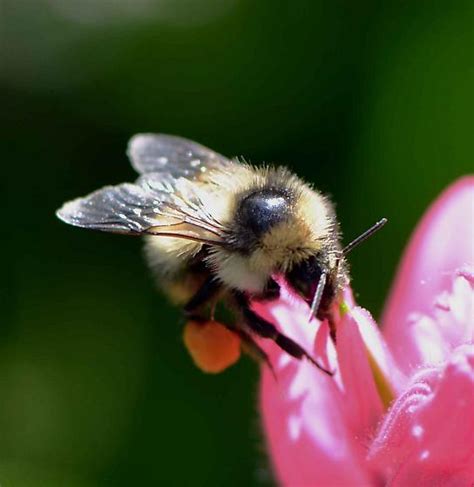 Bombus For Id Bombus Kirbiellus Bugguidenet