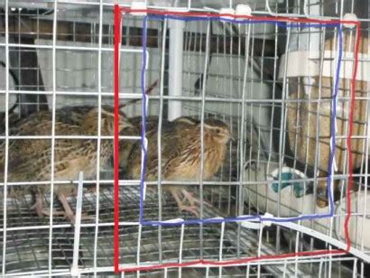 Diy Quail Hutch Ideas And Designs