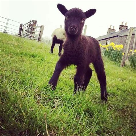 Lizzie The Shetland Lamb