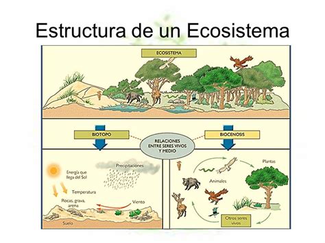 Estructura Y Funcion De Los Ecosistemas Estructura Y Funcion De Los