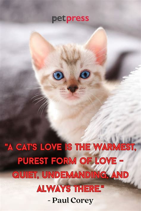 Understanding Life Through These Best 50 Cat Love Quotes