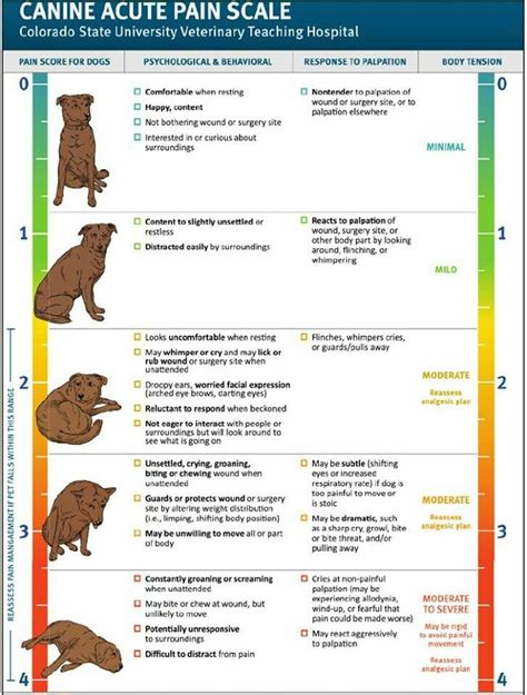 1000+ images about 4H Dog Project on Pinterest | Pets, Student-centered ...