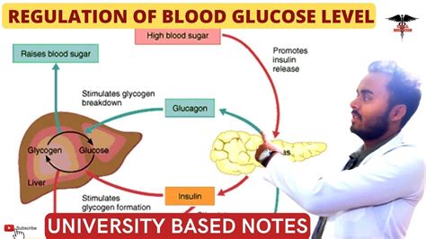 Regulation Of Blood Glucose Level Hormones Involved In Blood Glucose