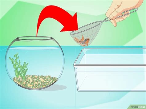 Come Cambiare L Acqua Della Boccia Dei Pesci Wikihow