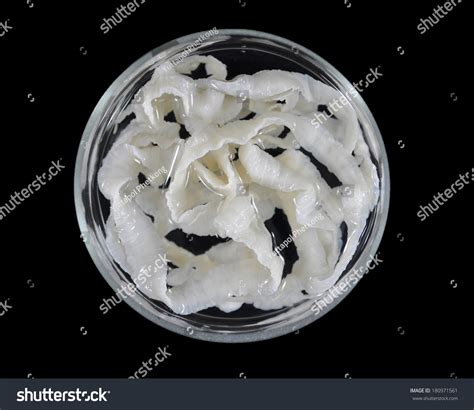 Taenia Solium Stock Photo 180971561 Shutterstock