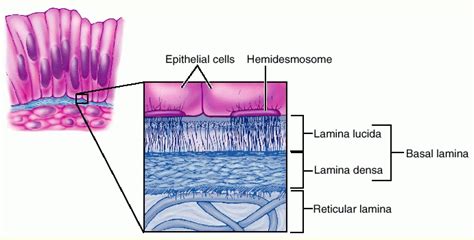 Reticular Basement Membrane - 1 / Other articles where basement membrane is discussed: