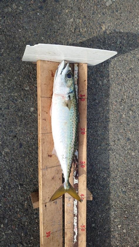 大サバでました かときちの尼崎釣り公園andムコイチ日記