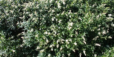 Great Shrubs For Privacy And Shade Platt Hill Nursery Blog And Advice