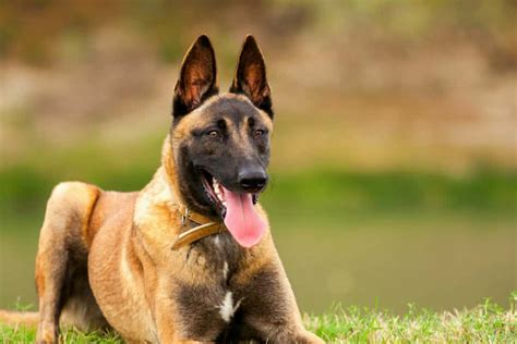 Cost Of Owning A Trained Belgian Malinois Protection Dog - Scott's K9