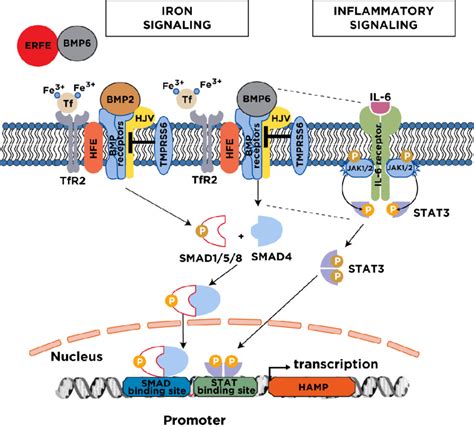 Major Mechanisms For Hepcidin Regulation Serum And Tissue Iron Induce