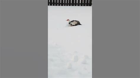 утка 🦆 из мультика 😏 - YouTube
