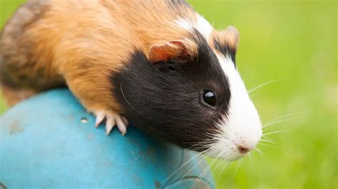 Can Guinea Pigs Jump And If They Can How High Guinea Pig Tube