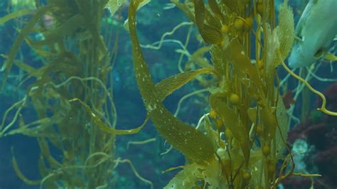 Light Rays Filter Through A Giant Kelp Forest Macrocystis Pyrifera