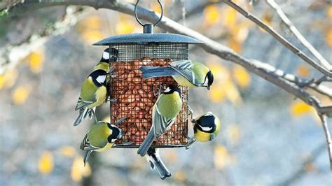 Must Have Chapel Wood Bird Feeders Your Feathered Friends