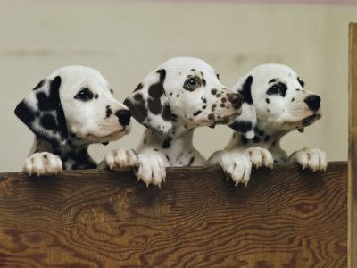 Dalmatian Dog Lovers: Training Your Dalmatian to Listen to You