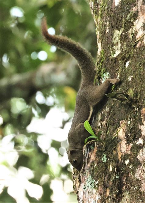 Callosciurus Notatus Plantain Squirrel — Coke Smith Wildlife