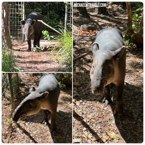 Our Awesome Tapir Encounter At The Belize Zoo! 3 - Michael W Travels...