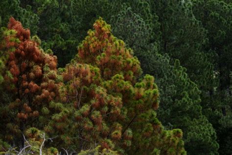 Salvadore Os Combaten La Plaga De Gorgojo Que Devora Bosques De Pinos