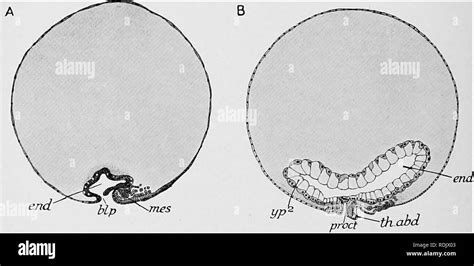 Zebrafish Embryo Diagram