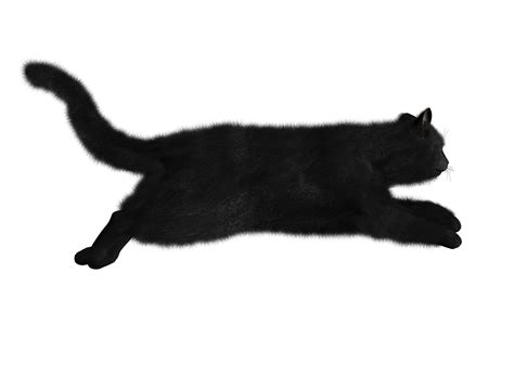 Кошка PNG фото
