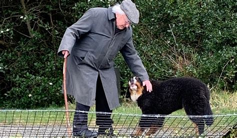 All Of Michael D Higgins Dogs And Why He Loves Bernese Mountain Dogs