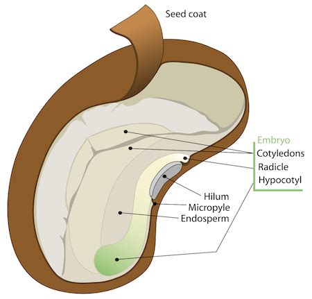 Seed Coat Definition Function Role In Germination Lesson Study