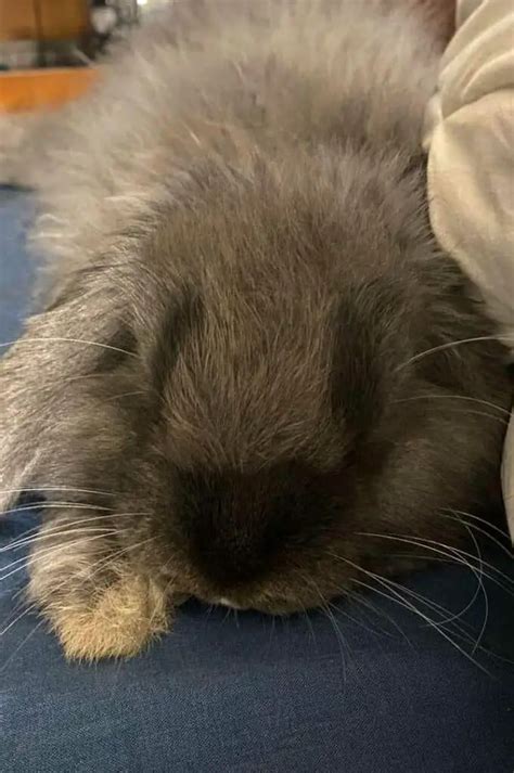 Snuffles In Rabbits Symptoms Causes Treatment Recovery Cost