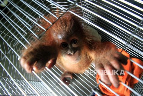 Induk 3 Bayi Orang Utan Telantar Diperkirakan Mati Dibunuh Republika