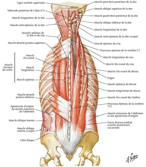 Figure From Atlas Irm D Des Muscles Du Dos L Tage Lombo Sacr