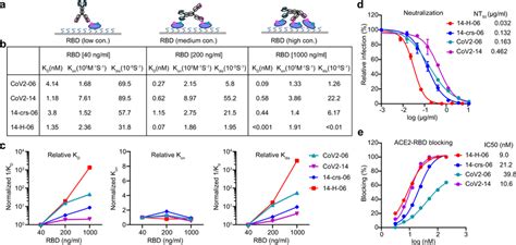 Enhanced Avidity Binding And Virus Neutralization For H A A