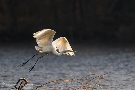 Grande aigrette Great egret Ardea alba Un grand merci à Flickr