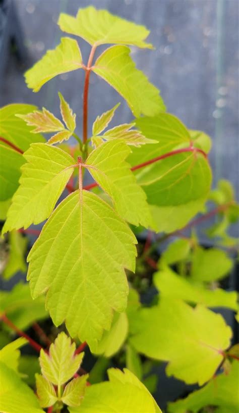 Trees Acer Negundo Box Elder Maple