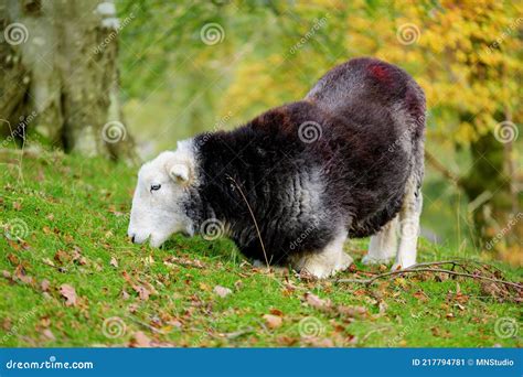 Sheep Marked With Colorful Dye Grazing In Green Pastures Adult Sheep