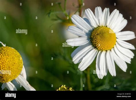 The Real Chamomile Matricaria Chamomilla Is A Species Of The