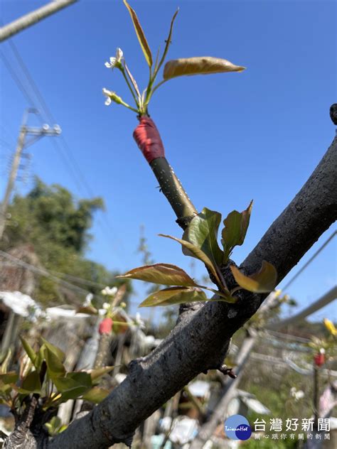 高接梨穗寒害災損現金救助 中市3 11前受理申請 蕃新聞