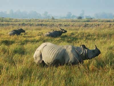 Jungle Book - Assam Wildlife Tour - Kipepeo