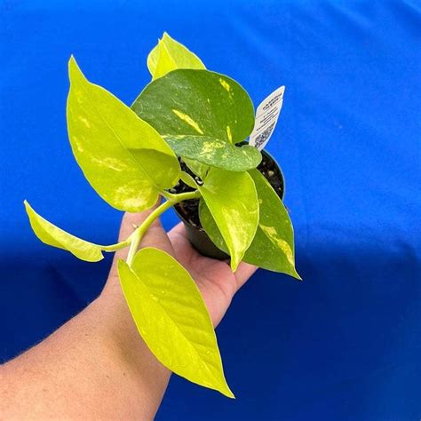 Pothos Epipremnum Aureum Variegated Neon Gabriella Plants In