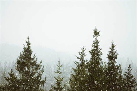 It’s Snowing in Forest | Free Winter Image by picjumbo