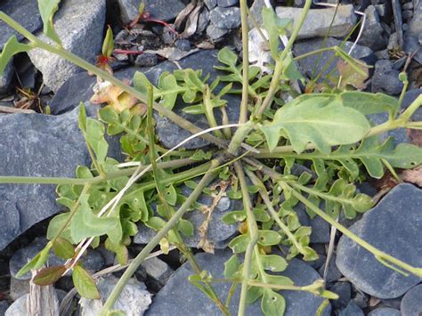 Lyre Leaf Rock Cress Project Noah
