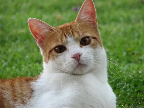 Brown Eyed Cat Another Snapshot Of The Neighbours Cat Matthias