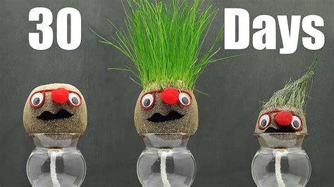 30 Days Grass Head Timelapse Shows Life And Death Youtube