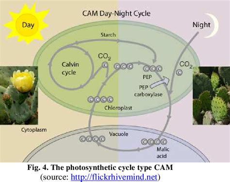 Figure From Physiological And Biochemical Strategies For Co