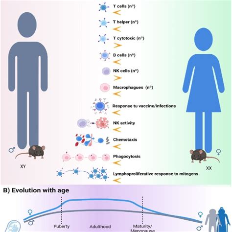 Sex Differences In The Immune System And Its Evolution With Age Women Download Scientific