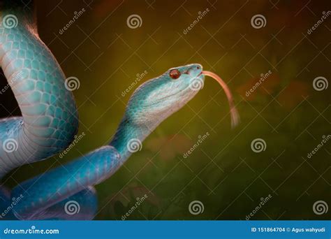 A Very Venomous Snake in Borneo Stock Photo - Image of venomous, snake ...