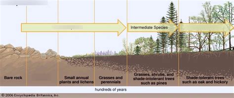 Ecological Succession Diagram Quizlet